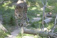 Cjp_2011_08_01_162231 (1).jpg